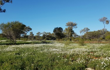 Barrier Highway wildflowers