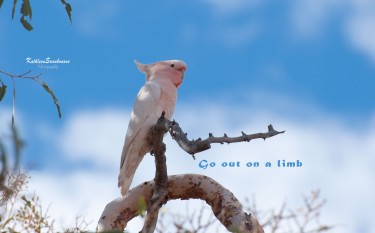 Major Mithcell cockatoo perched on a branch