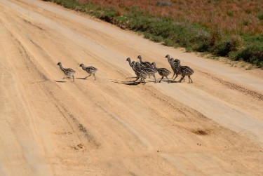 11 emu chicks crossing the road