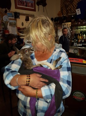 cuddling a baby kangaroo in a slink at the Maree pub