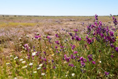 Wildflowers blooming in the desert