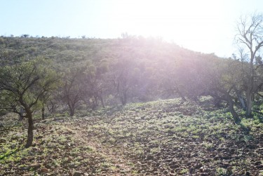 Early morning rays