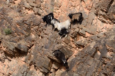 Goats seemingly stuck to the cliff face