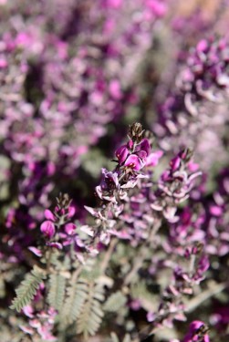 Australian desert wildflowers