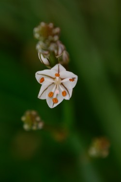 Wildflowers Flinders_02