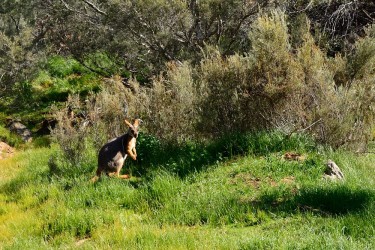 Yellow footed rock wallaby by my campsite