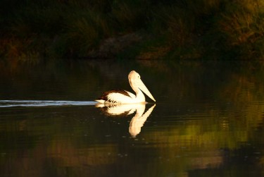 early am swimInnaminka