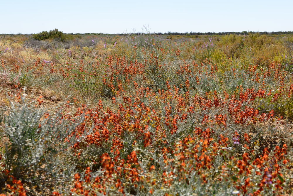 Wildflowers in the Australian desert