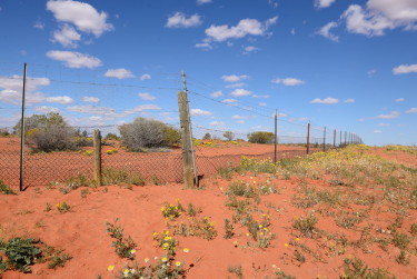 Dingo fenceCameron corner