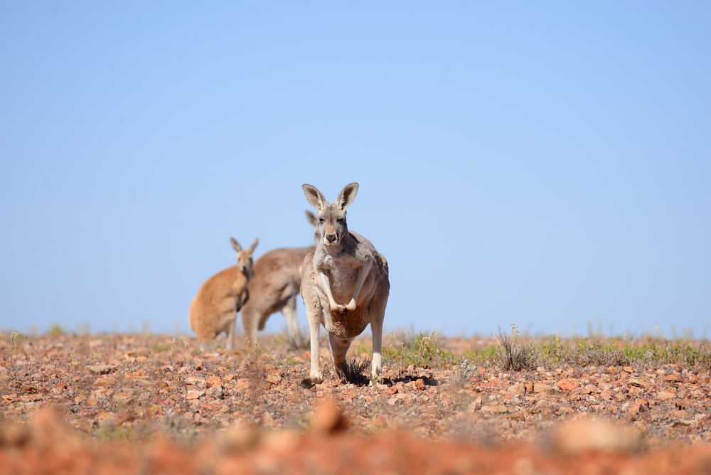 The Corner Store: where all the kangaroos hang out