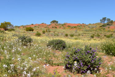 Stunning array of wildflowers on the red sand dunes near Innamincka in outback South Australia