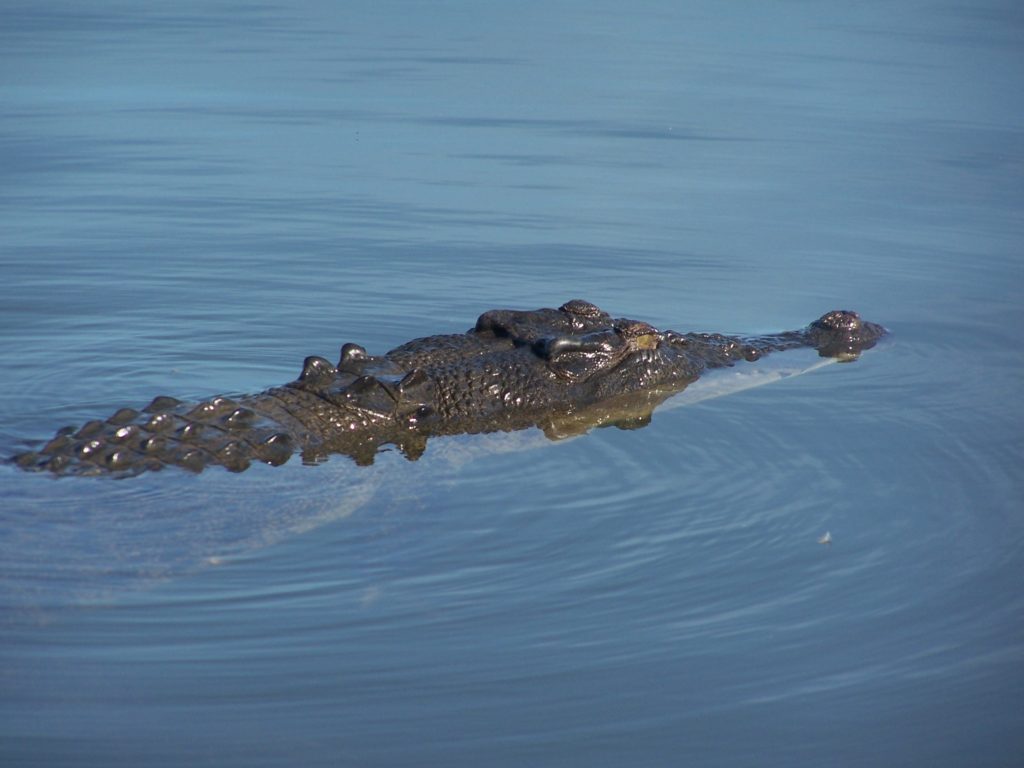 kakadu-01-017