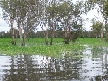 Yellow Waters cruise Kakadu