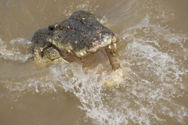 Crocodile Adelaide River_02