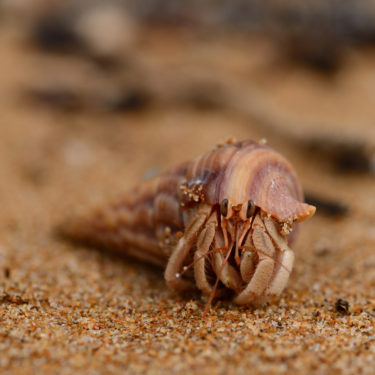 Hermit Crab Mindil Beach