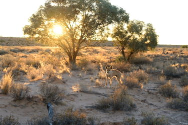 Simpson Dingo camp4