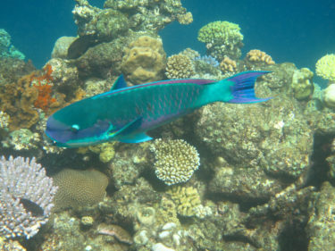 Colourful fish and coral on the Great Barrier Reed