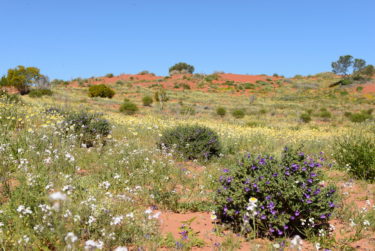 Wildflowers in the Australian desert - Innamincka 
