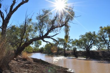 Under the shade of a coolibah tree