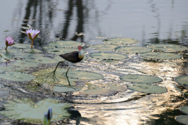 Jesus Bird walking on lily pads on Yellow Waters Billabong in Kakadu