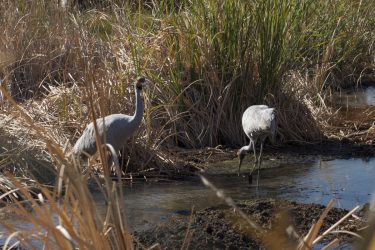 Brolgas feeding in the creek