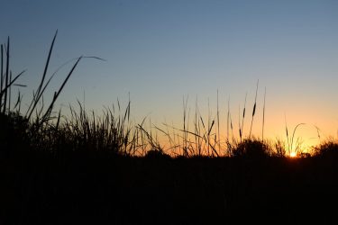 Sunrise through the reeds