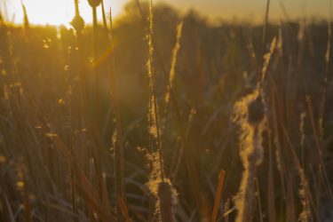 Reeds glowing in the sunrise