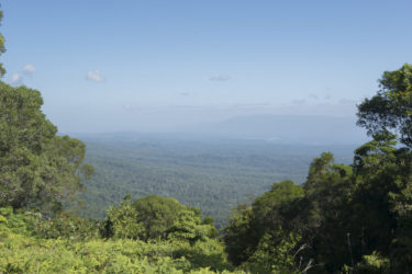 Panoramic vista of rainforest from a peak on the Creb Track