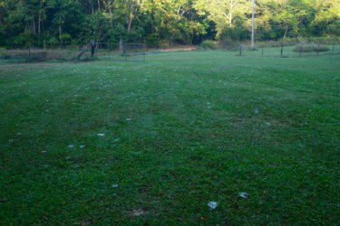 Spider webs covering the grass in the morning light