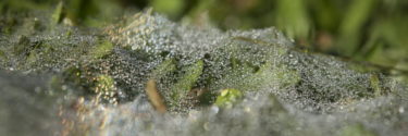 Close up of tiny dew drops on spiders web on the grass