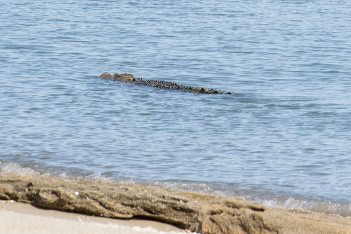 3.5m crocodile swimming past our campsite