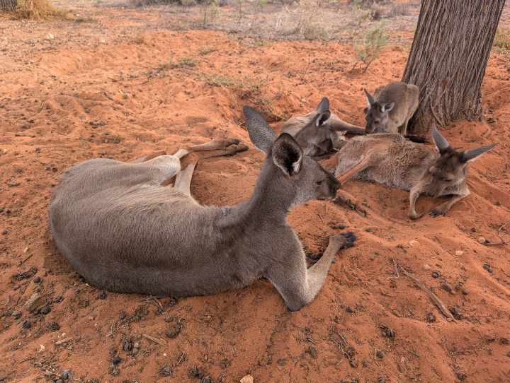 I got attacked by kangaroos