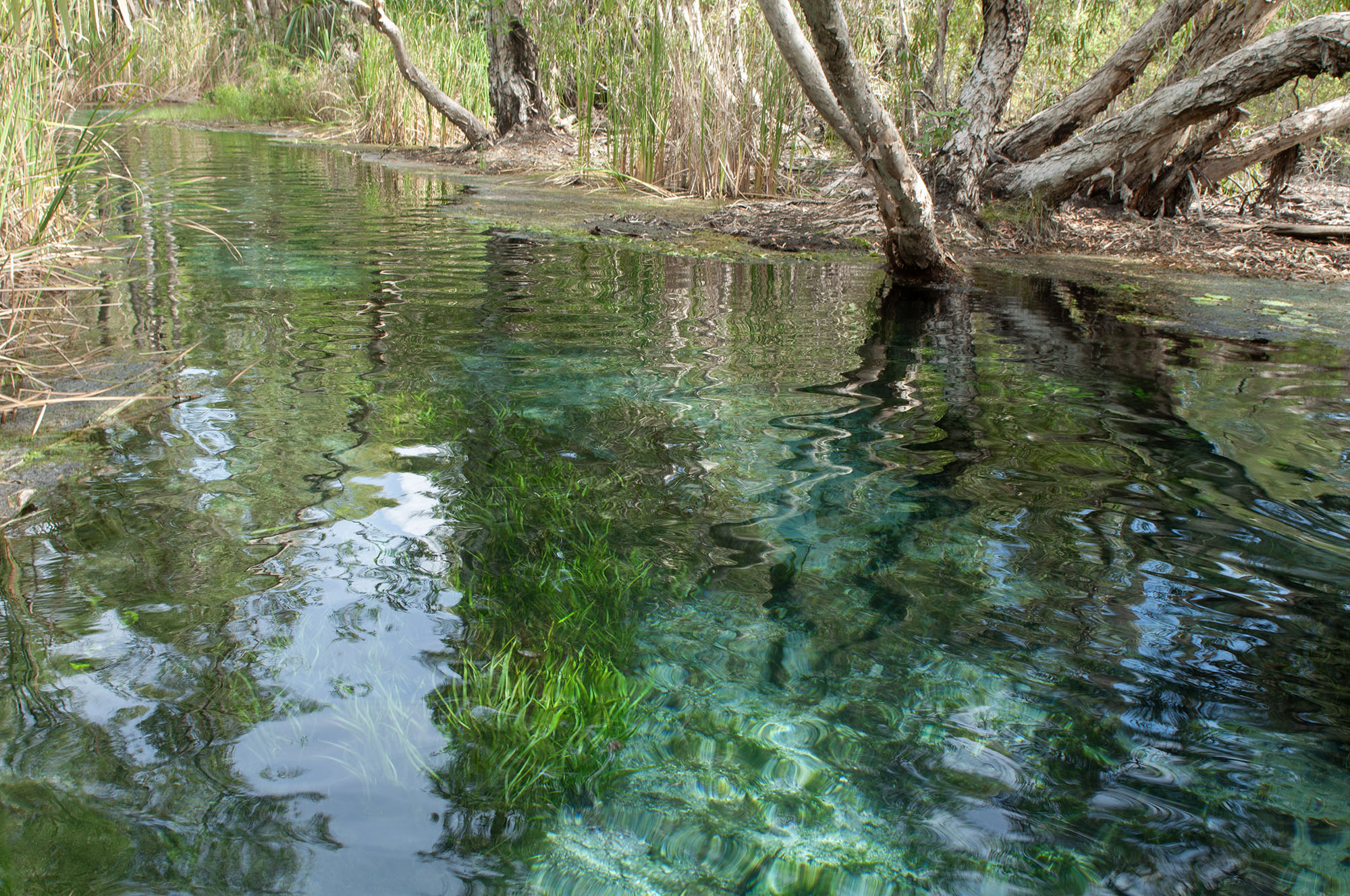 Mataranka, Bitter Springs & Katherine thermal pools – Which is best?
