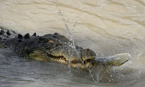 What is Kakadu like?