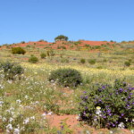 Wildflowers in the desert near Innamincka